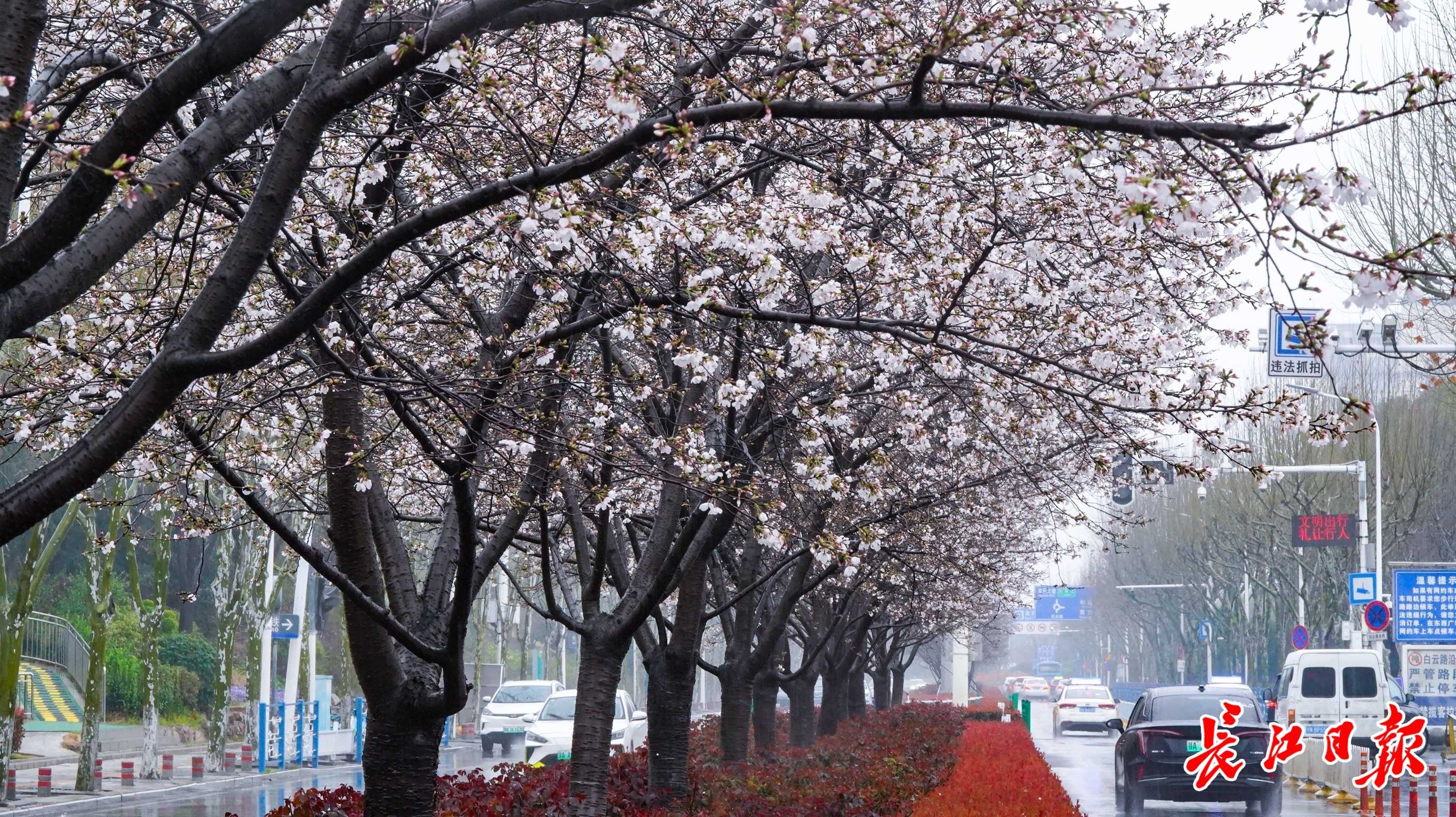 南来北往的旅客“收惊喜”：武汉站里赏樱花