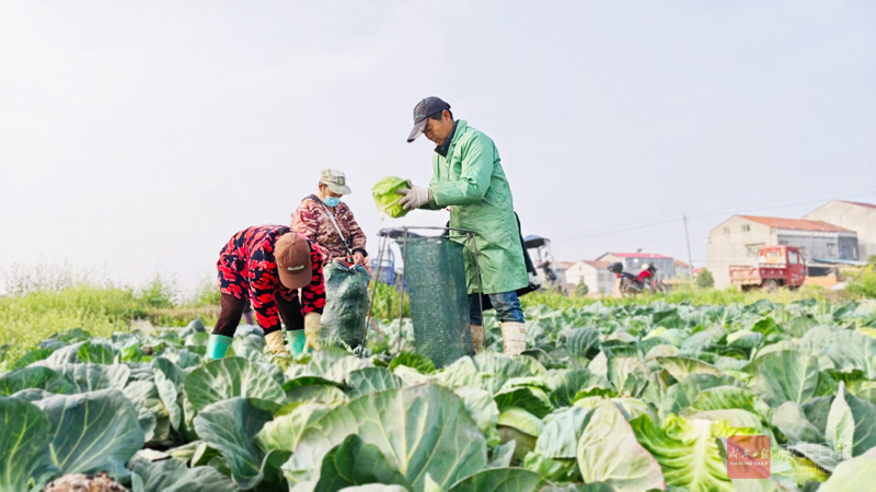 嘉鱼蔬菜实现跨境直达交易 15吨甘蓝半日端上香港市民餐桌