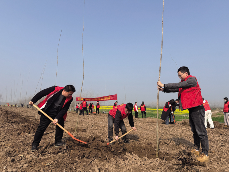 嘉鱼县直机关干部走出办公室直奔长江干堤 栽树5000余株，为长江岸线添新绿
