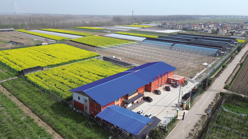 科技育甜果 基地兴产业 嘉鱼县新街小番茄打造智慧农业新样板