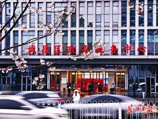 樱花在春雨中悄然绽放