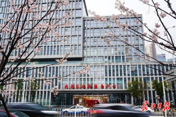 樱花在春雨中悄然绽放