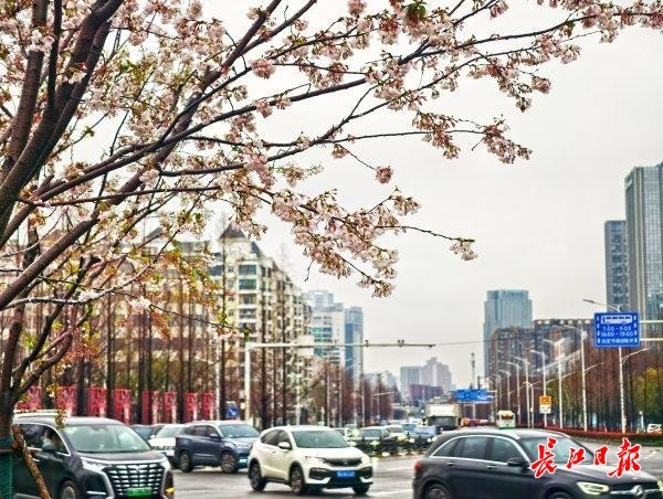 樱花在春雨中悄然绽放