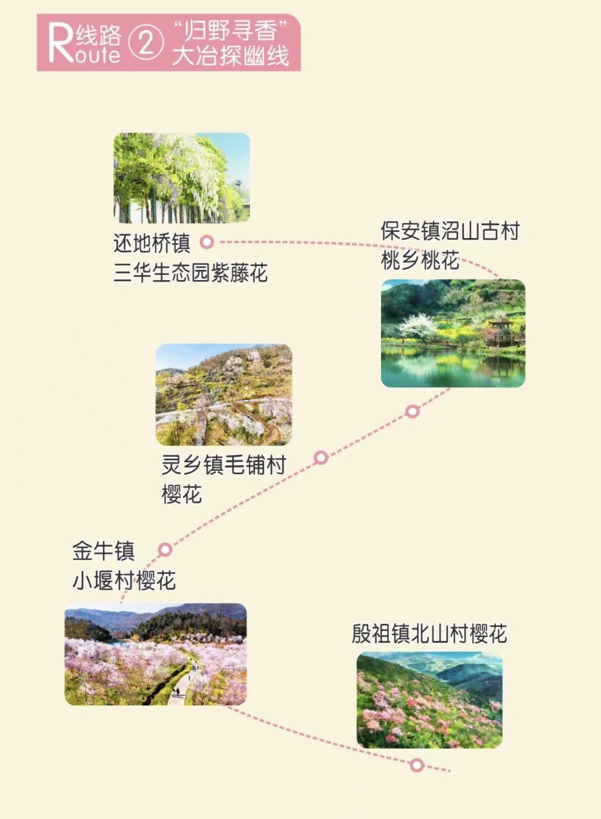 紫藤垂瀑　桃樱漫天  2026年“归野寻香”大冶探幽线发布