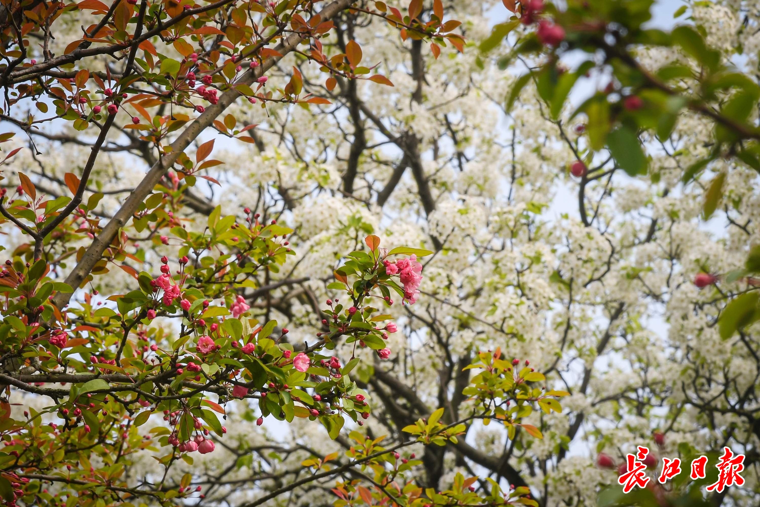 雨霁月湖花满树，杜梨飞雪海棠红