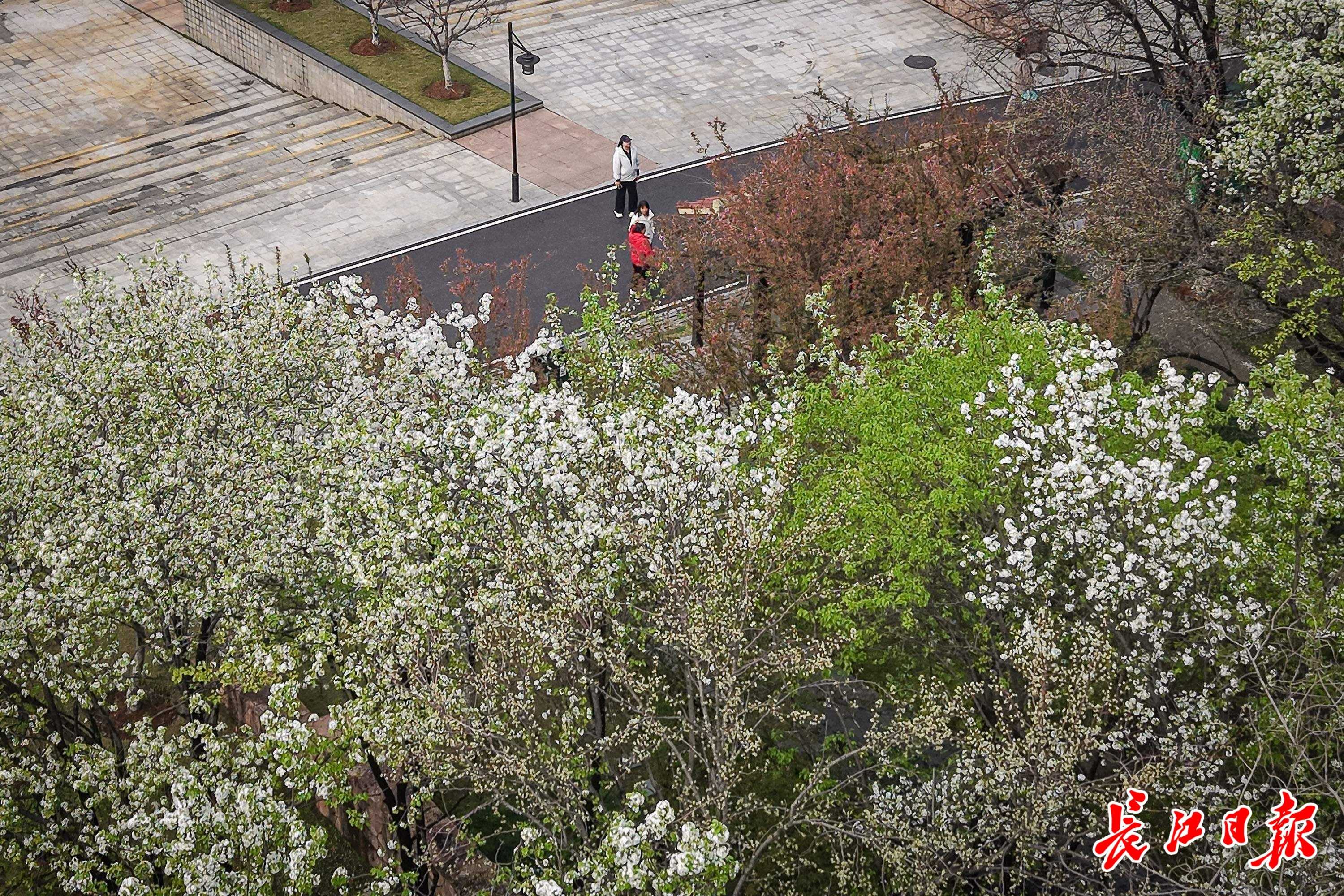雨霁月湖花满树，杜梨飞雪海棠红