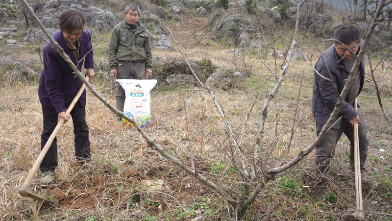 春日管护正当时 雨山村百亩黄桃园里劳作忙