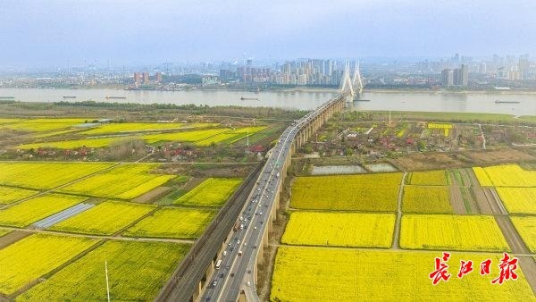 油菜花海开着春天的列车