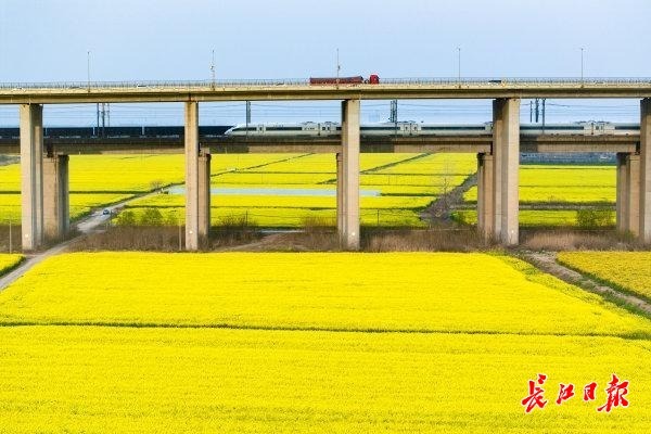 油菜花海开着春天的列车