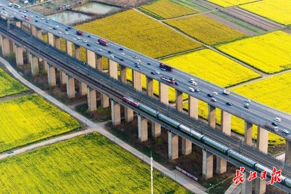 油菜花海开着春天的列车
