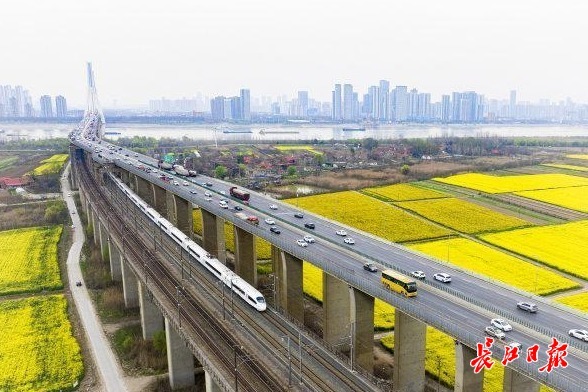 油菜花海开着春天的列车