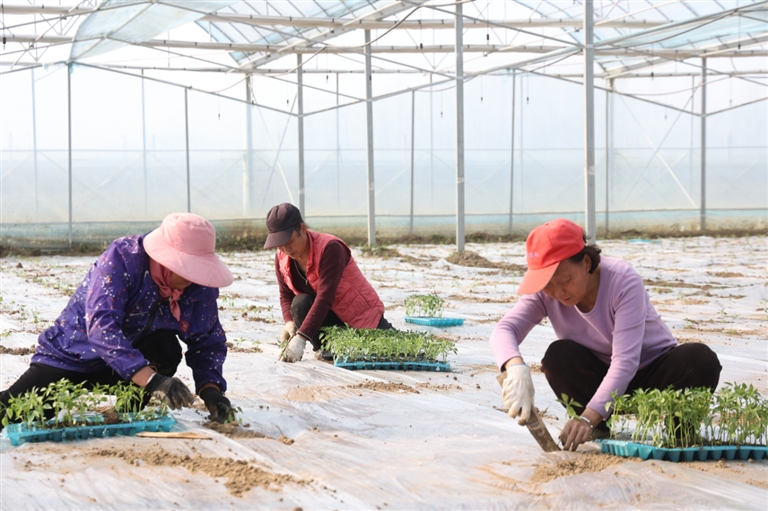 大棚里绘就丰收景