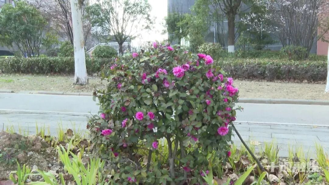 16.5公里生态廊道焕新!十堰这条大道颜值提档升级