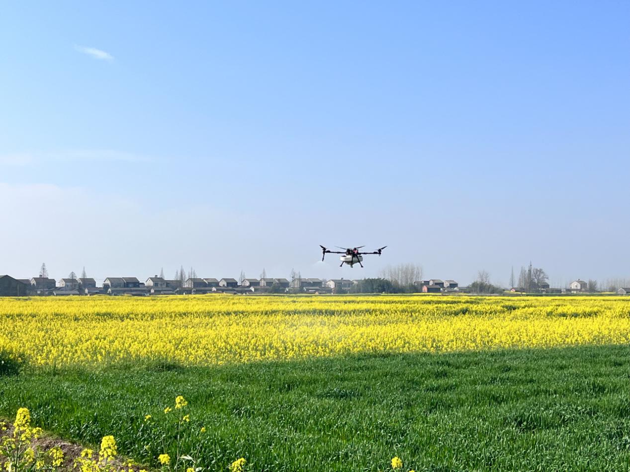 张金镇：无人机“飞防”护航油菜丰产