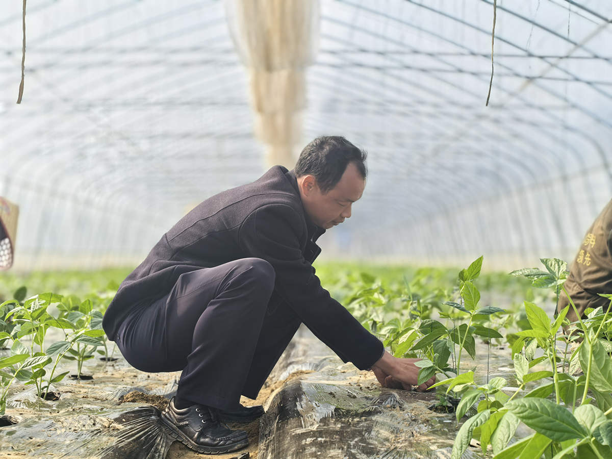 大棚映春忙 致富启新程