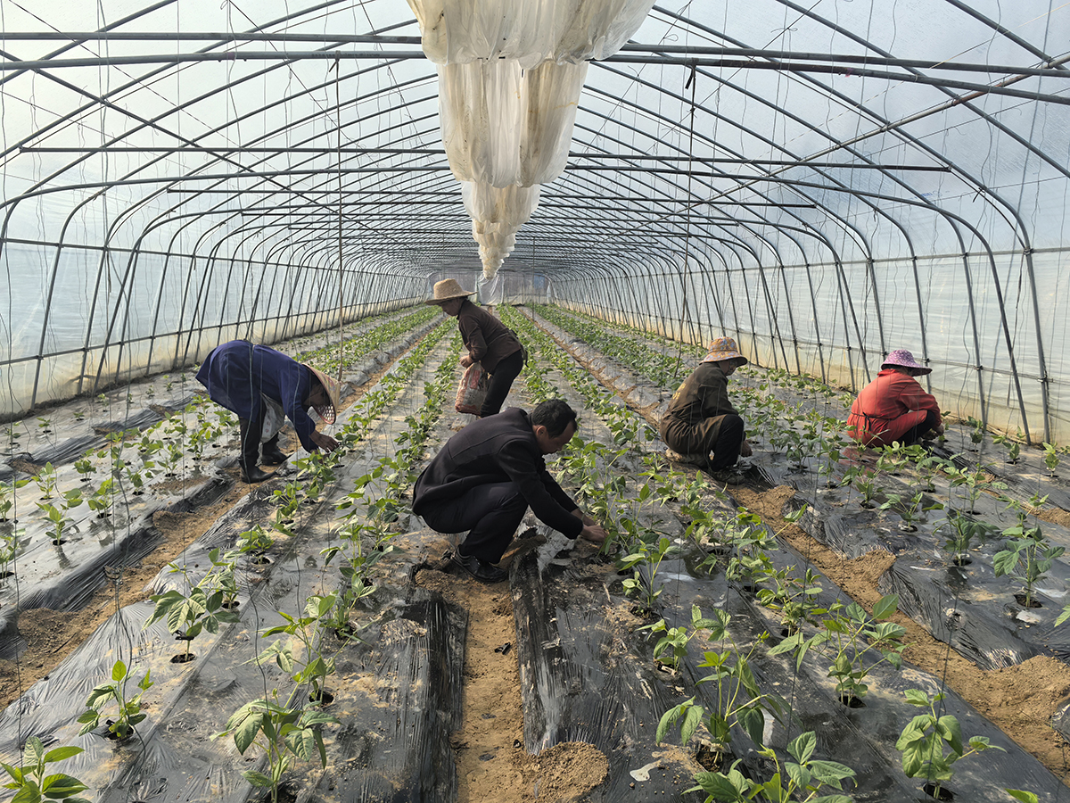 大棚映春忙 致富启新程